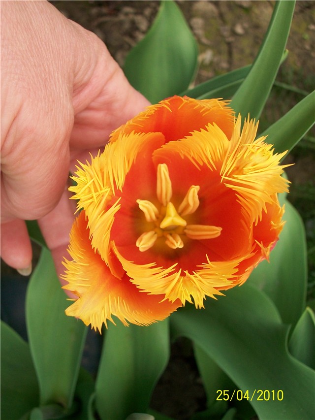 tulipan Lambada - lat. Tulipa